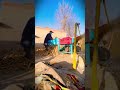 a special smart machine for shredding corn harvest residue #shorts