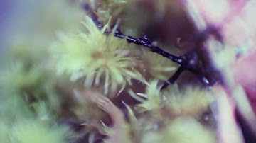 Reversed lens macro video