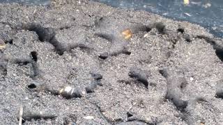Ant city in compost bin