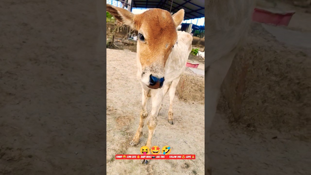 funny😝moment😄cow cute baby🐥