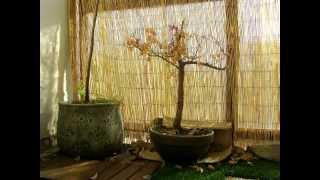 Download Lagu World Music Jazz feat Saxophone: Hello mr. Listener in me (Chinese Flute Hulusi 葫芦丝) MP3