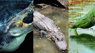 Is Crocodile A Reptile ?