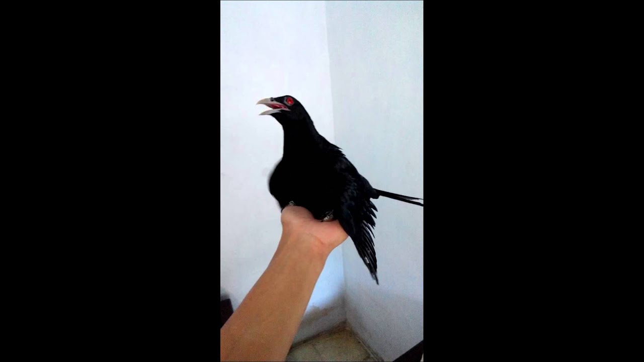 Burung Tuwu Magelang Youtube