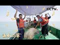 撒贝宁、张歆艺参加“开海节”出海捕鱼收获满满！| CCTV「山水间的家 第二季」