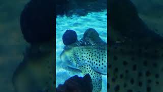 Download Lagu loro parque aquarium Tenerife MP3