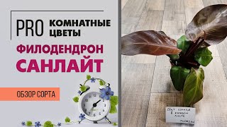 Филодендрон Санлайт - теплое осеннее настроение | Любителям необычных растений