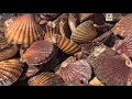 Quiberon   la coquille saintjacques en fete  tv quiberon 247