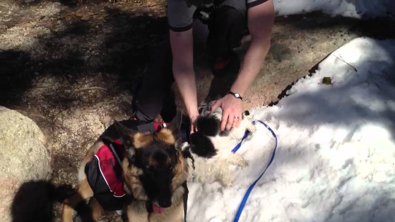 Charlie and Happy playing in snow in Big Bear 2012 puppy training potty