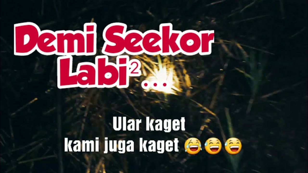 Ngobor atau nyuluh ikan sepat umpan labi labi. Di prank sama ular