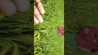 Farmer Testimonial Video Parasmani Seedd