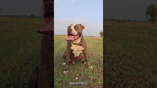इन 4 कुत्तों से दूर रहो 🤯 #max #pitbull #facts #shorts #shortsfeed #dogbreed #dogvideos #pets #dog