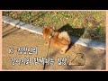 K-직장인의 강아지와 함께하는 일상🐶 (feat.포메라니안)