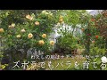 【４月のバラ】ズボラでも育てたいバラ/ナチュラルガーデンのバラ