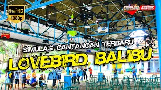 BIKIN GACOR | Simulasi Gantangan Lovebird balibu Terbaru