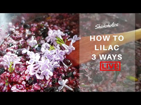 Video: Common Lilac - Useful Properties, Reproduction And Care Of Lilacs. Lilac Recipes