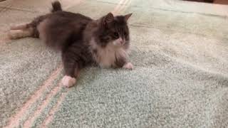 カーペットに1番に乗る猫 ノルウェージャンフォレストキャットThe cat that rides the carpet at the very beginning.Norwegian Forest