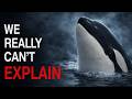 The Secret World of Orcas: Ocean’s Most Intelligent Predator | Documentary For Sleep