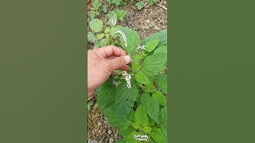 cây vòi vòi chữa viêm da cơ địa #baithuocdangian #covenduongvlogs #caythuoc #cay #caythuocnam
