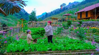 Cosechando Verduras Para Venderlas A Bajo Precio En El Mercado Para La Gente Y Sang Vy Cultiva