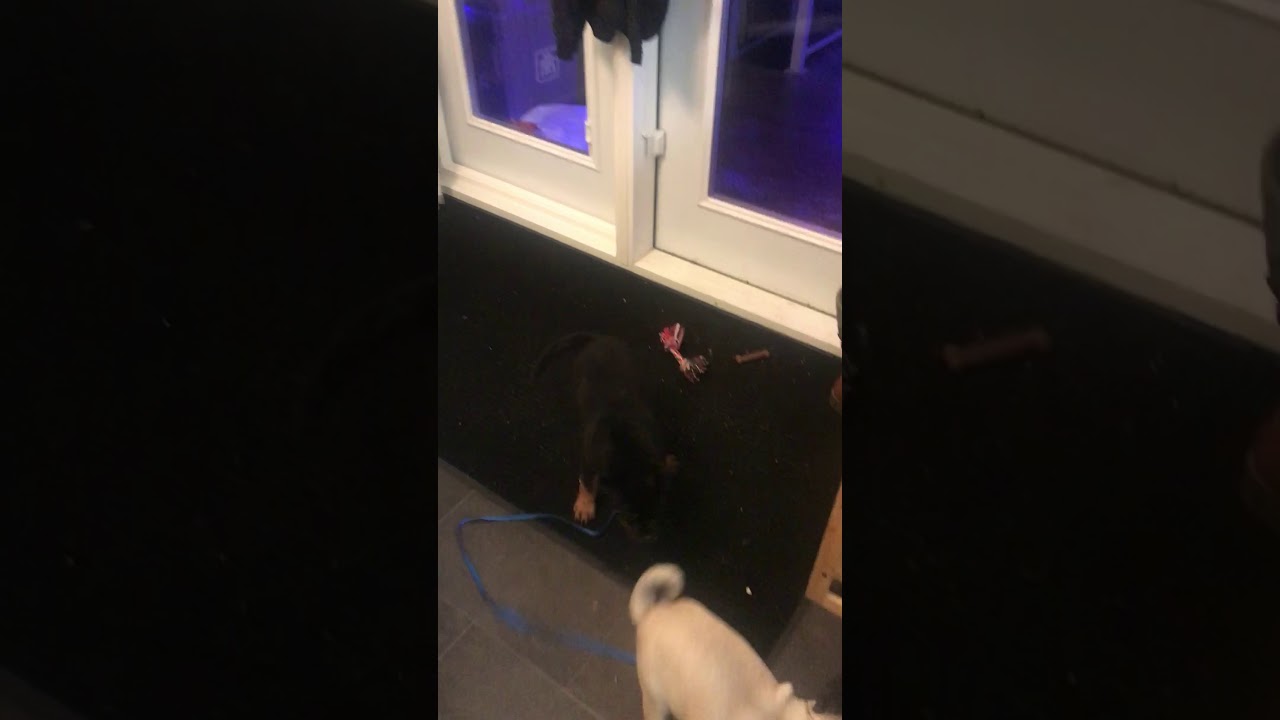 Pugsly & Lucy...Pug vs Rottweiler video