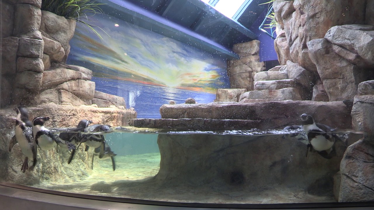 Latest Update Moody Gardens Introduces Second Penguin Habitat As