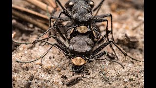 Long-lipped Tiger Beetles mating