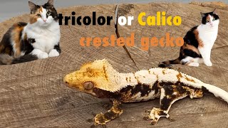 morph history the tri-color crested gecko by Homestead reptiles 285 views 3 months ago 2 minutes, 49 seconds