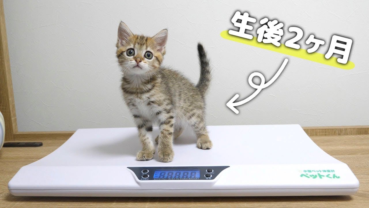 ENG) Has the thin kitten grown? - YouTube
