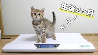 ガリガリだった子猫は果たして大きくなったのか…？