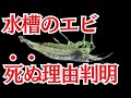 エビがすぐに死んでしまうのはこれが原因です