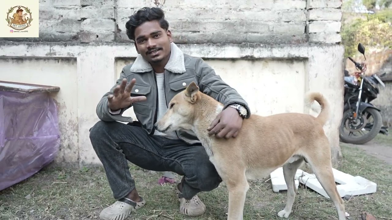 Build A Dog House 🏠 | Rescue Street Dogs 🐕 || Animal care 