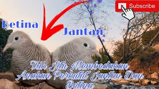 Cara Membedakan Anakan Perkutut Jantan Dan Betina