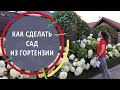 Как сделать сад из гортензии