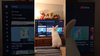 White Bunny #shorts