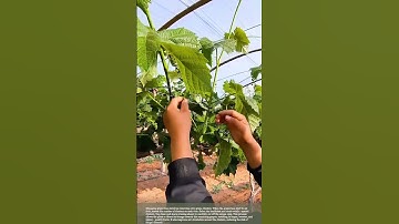 Optimize Grape Growth - Remove Extra Clusters for Better Grapes #smartfarming #gardeningtips