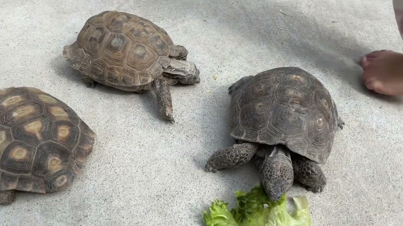 La presentación de mis tortugas