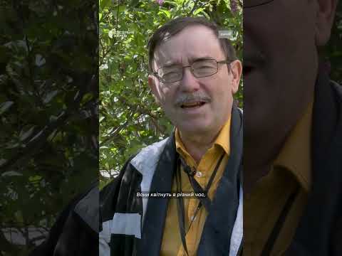 Бузок види в Україні коли квітне та як розмножувати рослину