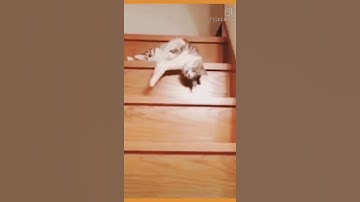 Funny cat | Lazy day #Shorts