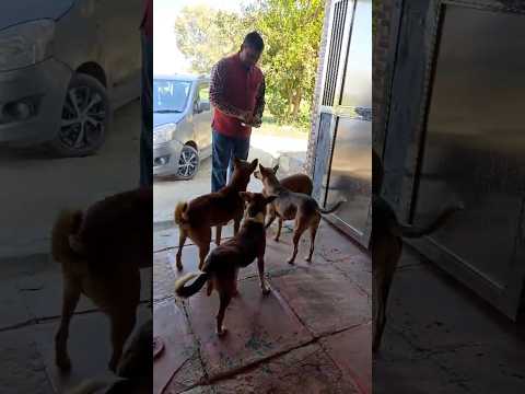 #dogshort #dog #help  #seva