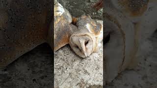 “Rasta mein mila REAL ULLU 😲🦉 | Unseen moment!” ya “Jangal se aya hamare Hotel – ullu ki entry!”.