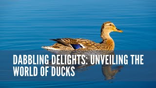 Dabbling Delights Unveiling the World of Ducks