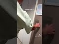 Chicago Vibes Part 1