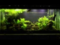 Why I don't inject CO2 in my Freshwater, Planted Tanks.