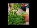 how to keep herbs and vegetable cuttings fresh for later consumption.