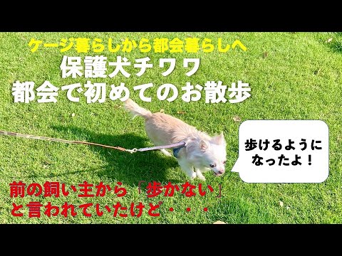 Tokyo Chihuahua Cycle - YouTube