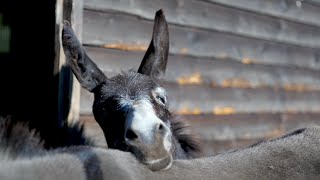 Memorial Day Service 2022 | The Donkey Sanctuary
