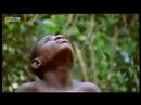 Wild African plants and animals welcome spring to the forest - BBC