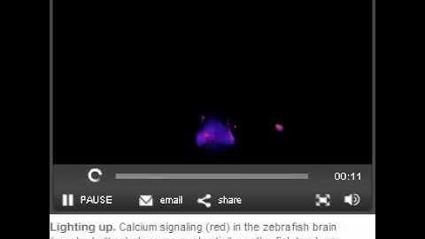 Zebrafish Neural Activity