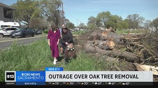 Freeport community outraged over removal of oak trees
