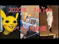 【TikTok】今月のバズり動画【2020年12月】
